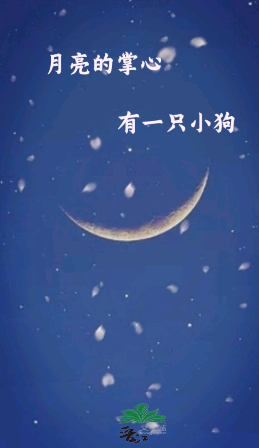 月亮的掌心有一只小狗封面