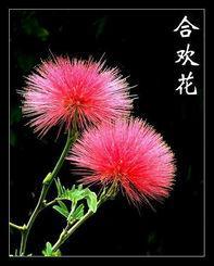 合欢封面