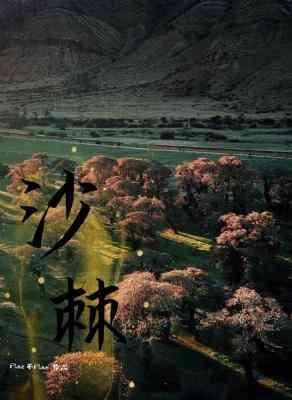 沙棘封面