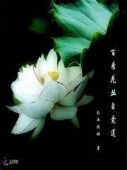 百看花丛自爱莲封面