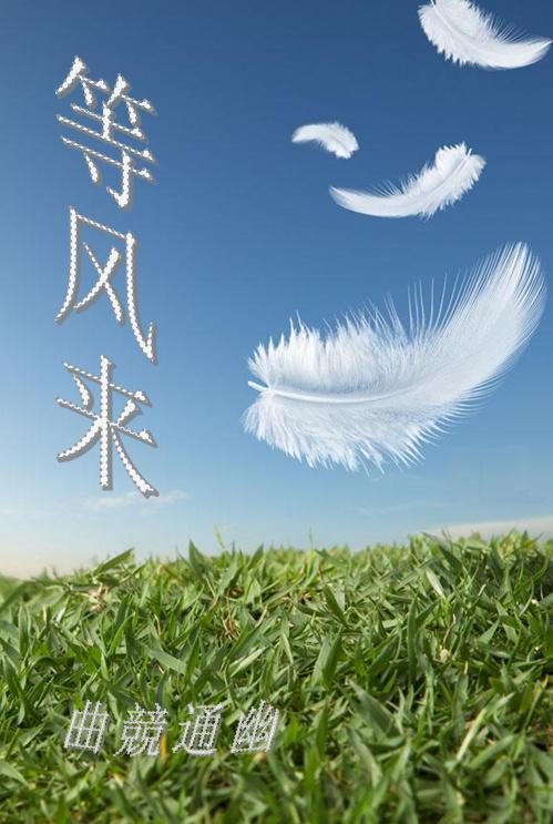 等风来封面