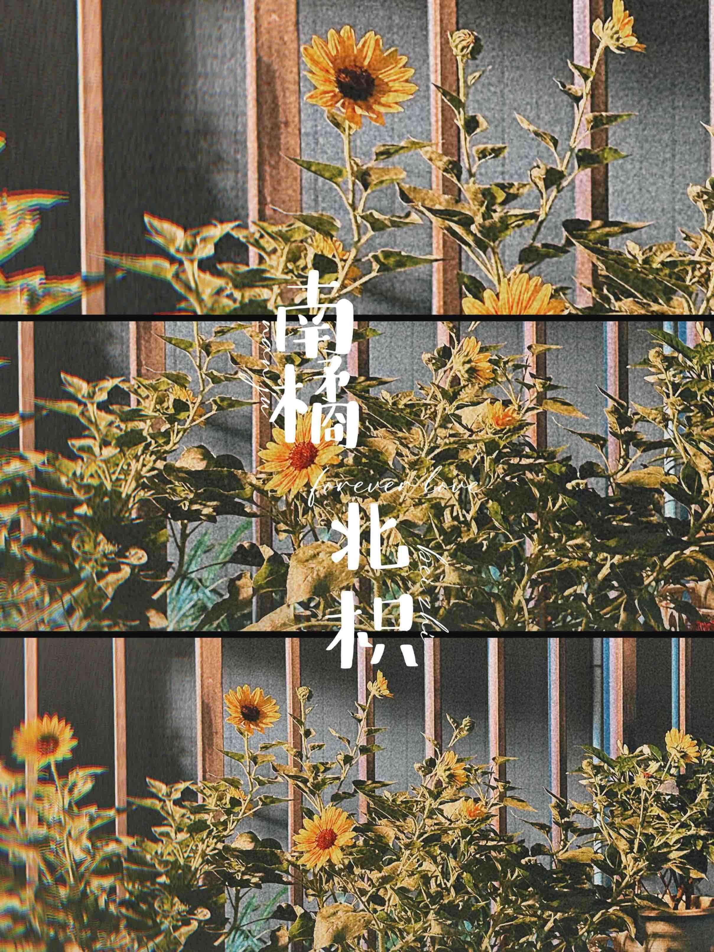 南橘北枳封面