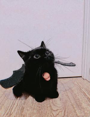 你想要一只猫猫吗封面
