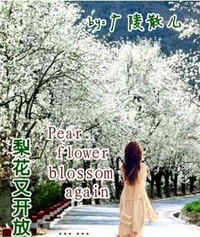 梨花又开放GL封面