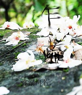 乍疏封面