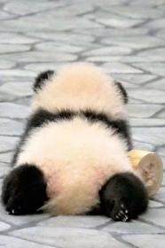 熊猫幼崽，为爱低头封面