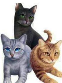 猫武士七部曲封面