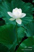 陌上花开，半生迟封面