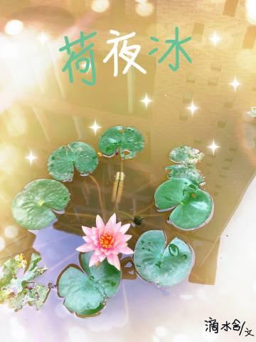 荷夜冰封面