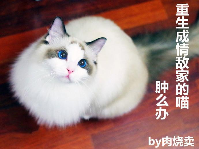 重生成情敌家的喵，肿么办封面