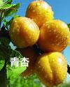 青杏封面