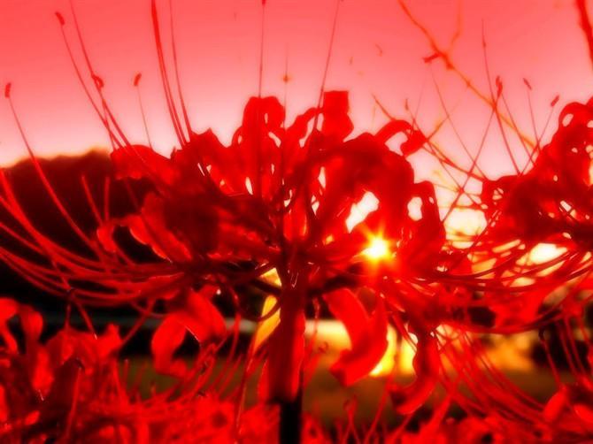 彼岸花开封面