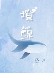 撩鲸封面